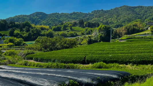 How Matcha Made: Exploring the Art of Matcha Production