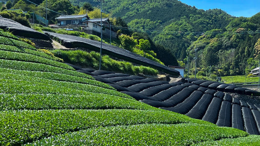 What is Matcha?: Matcha 101 Exploring the Essentials