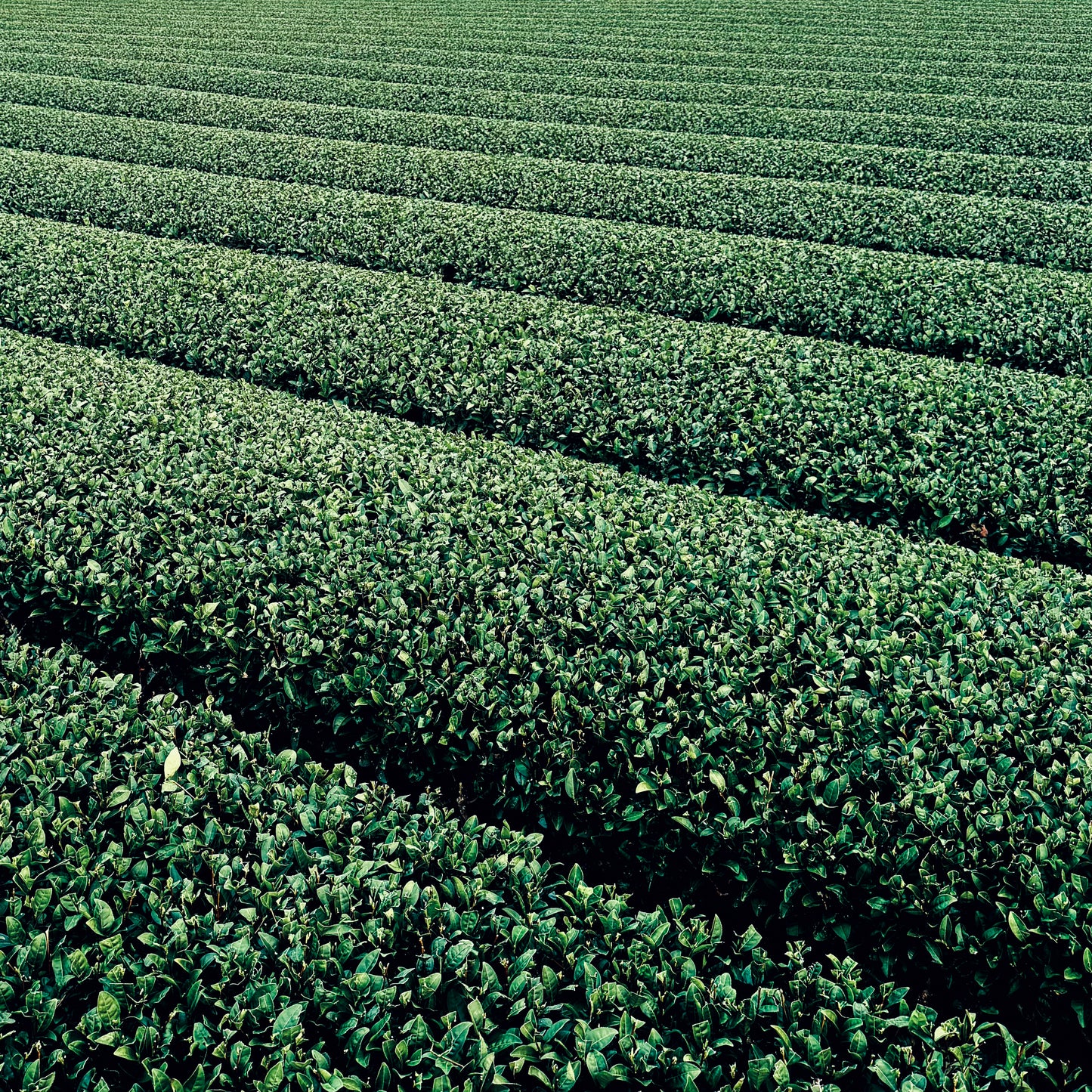 Emptea Organic Light-Steamed Asamushi Sencha Loose Leaf - Tea Master's Blend Unsweetened First Harvest - 2.82 oz (80g)