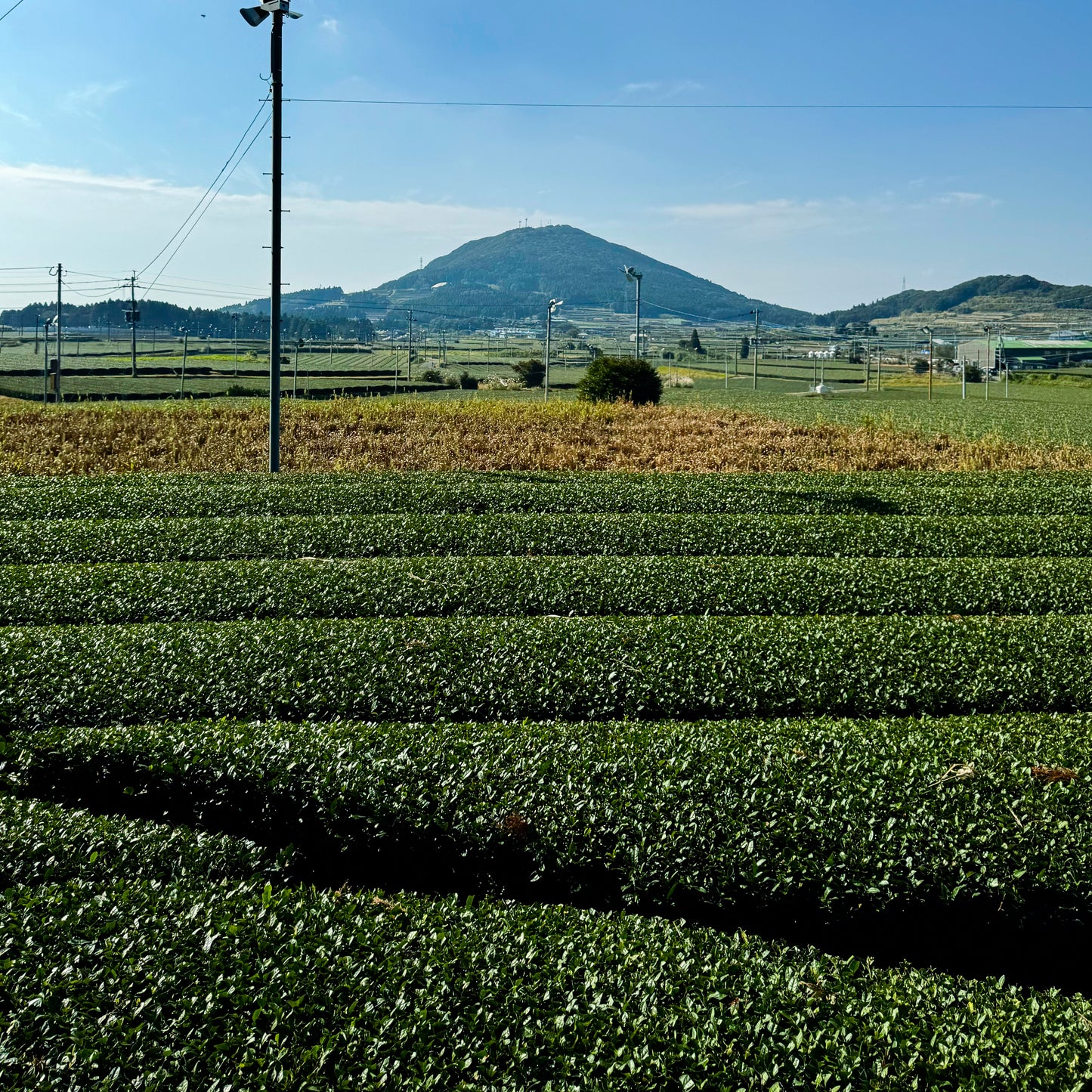 Emptea Ceremonial Grade Organic Okumidori Matcha - Single Cultivar Single Origin from Kagoshima 1.06oz 30g