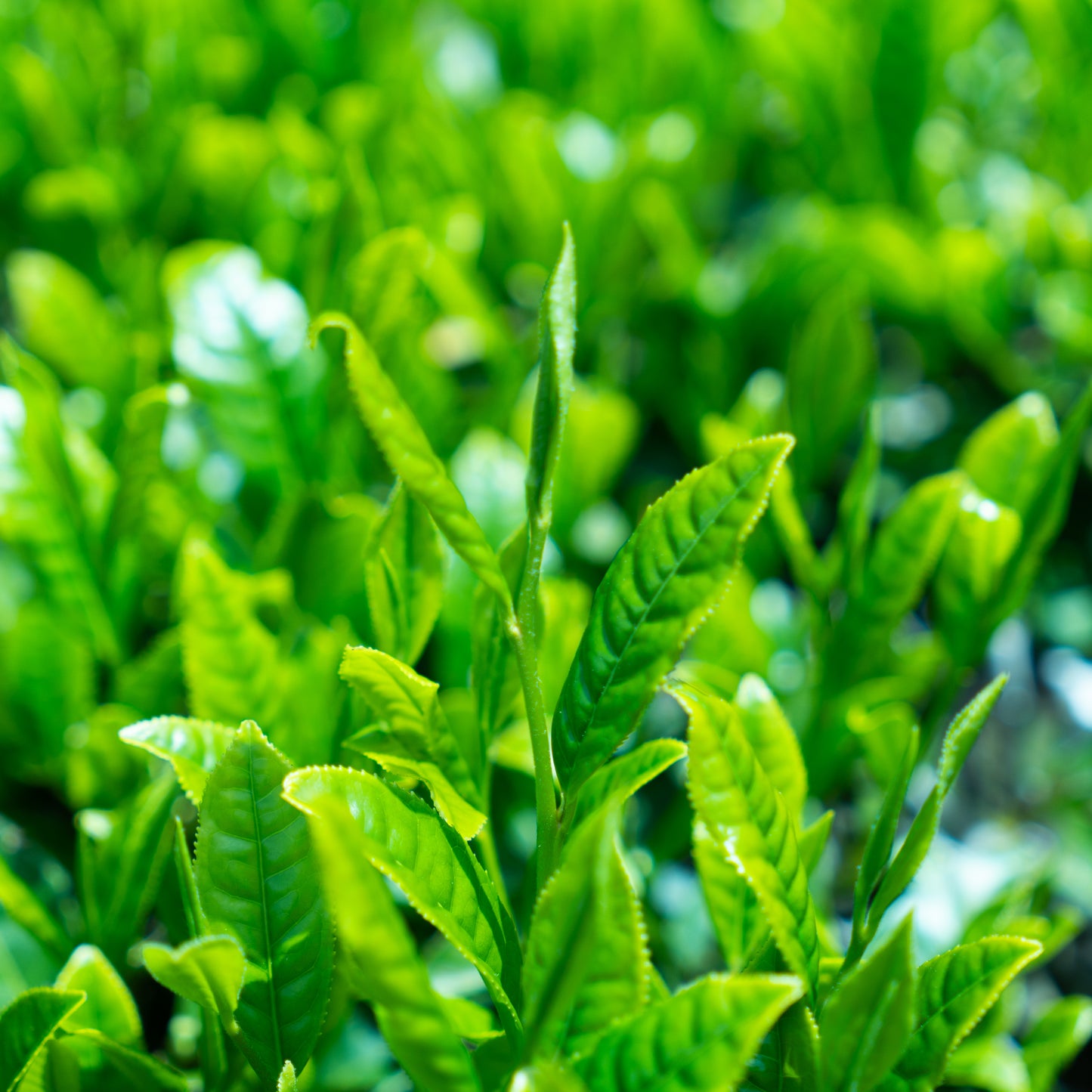 Emptea Premium Organic Hojicha Powder for Latte - Tea Master's Blend Shizuoka Unsweetened - 1.06 oz (30g)