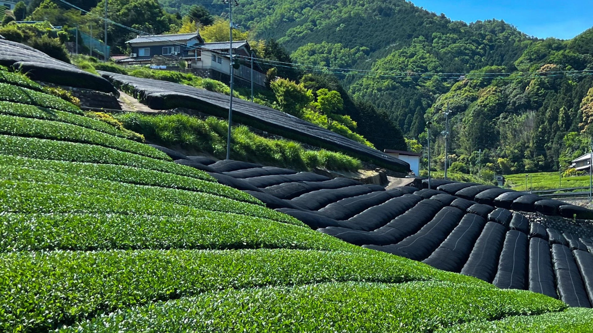 What is Matcha?: Matcha 101 Exploring the Essentials – Emptea