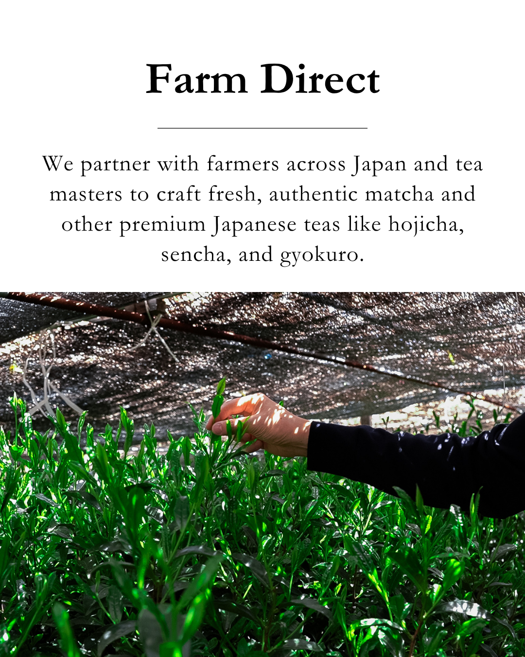 Emptea Yame Blend Matcha Powder Premium Ceremonial Grade – First Harvest Stone-milled 1.06 oz (30g) Tin